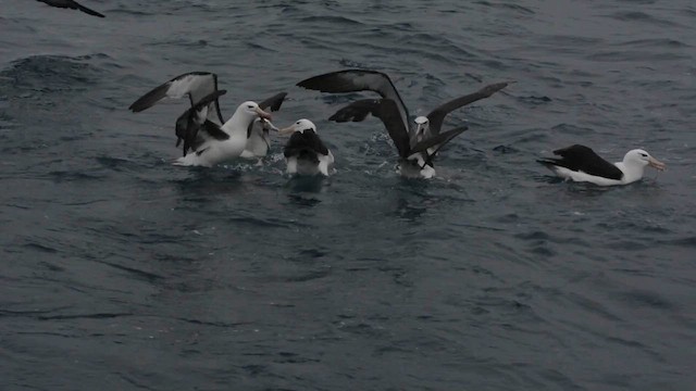 Salvin's Albatross - ML652522784