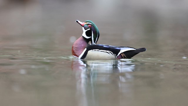 Wood Duck - ML652522925