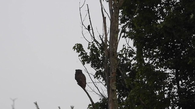 Great Horned Owl - ML652522958