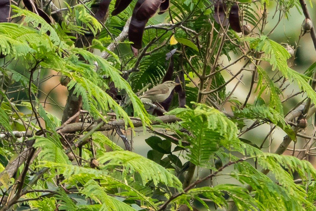 Pouillot à deux barres - ML652522964