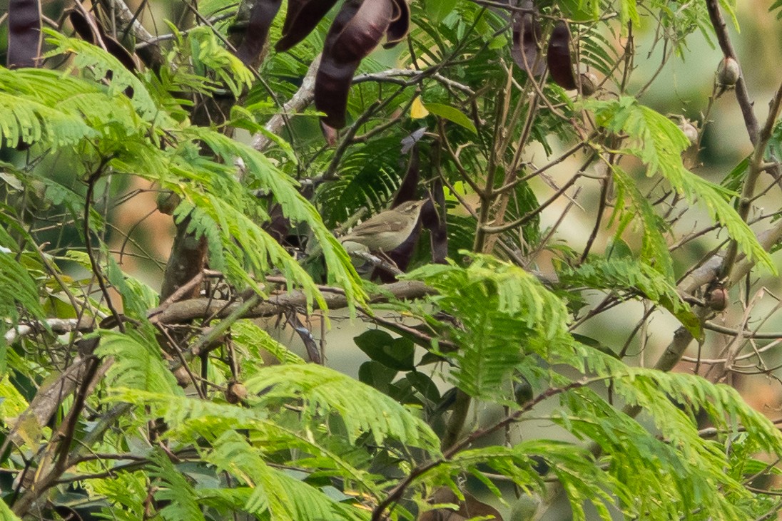 Pouillot à deux barres - ML652522965