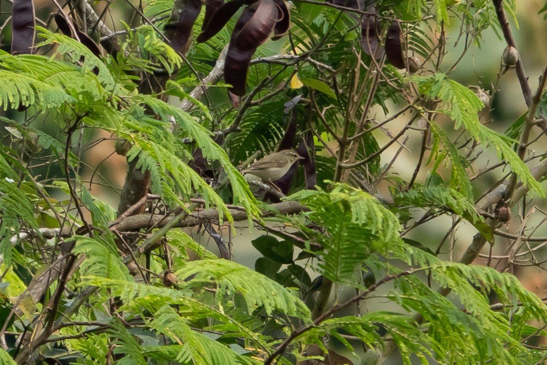 Pouillot à deux barres - ML652522966