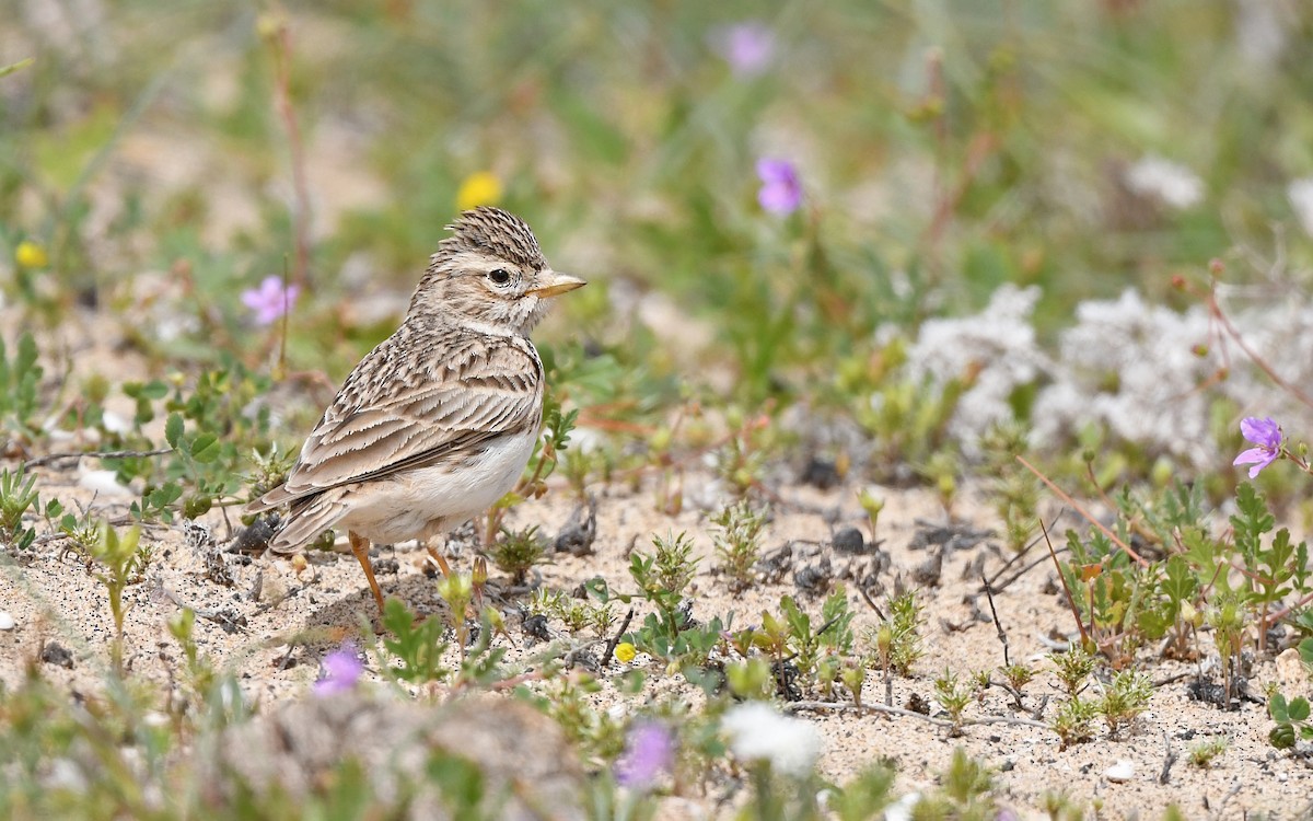 Серый жаворонок - ML652523120