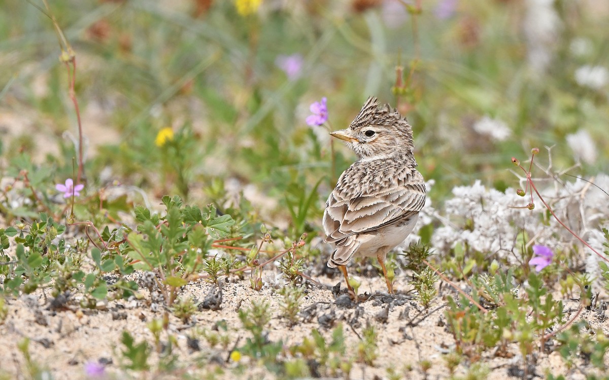 Серый жаворонок - ML652523121