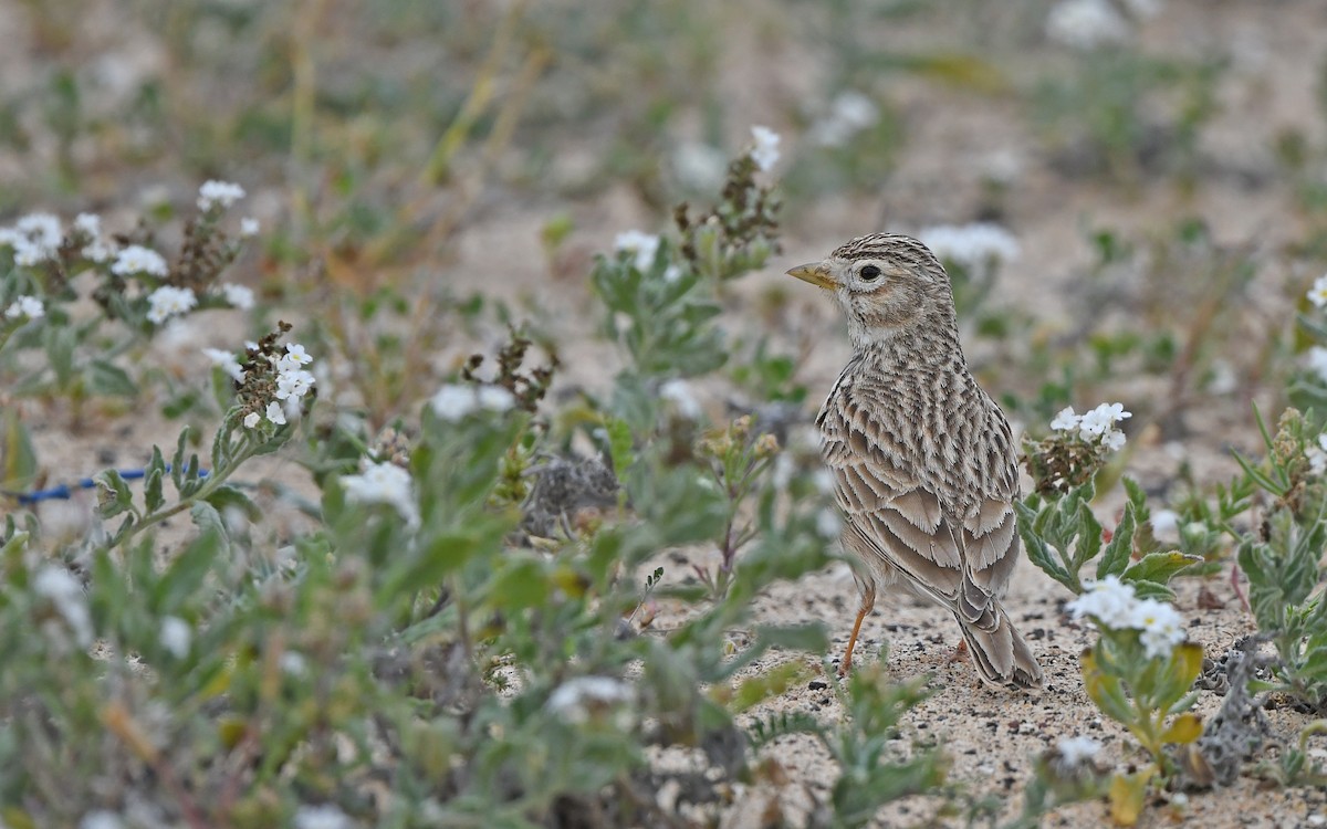 Серый жаворонок - ML652523171