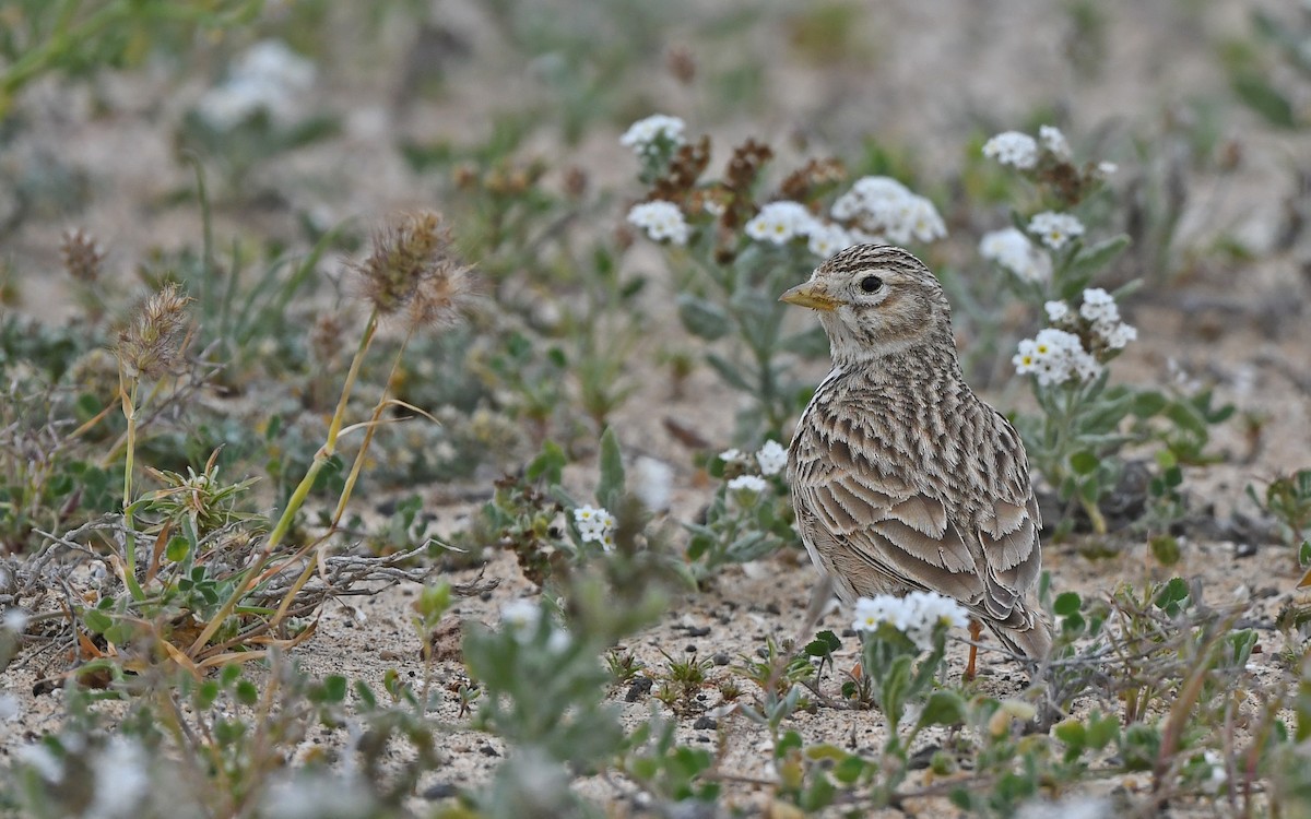 Серый жаворонок - ML652523172