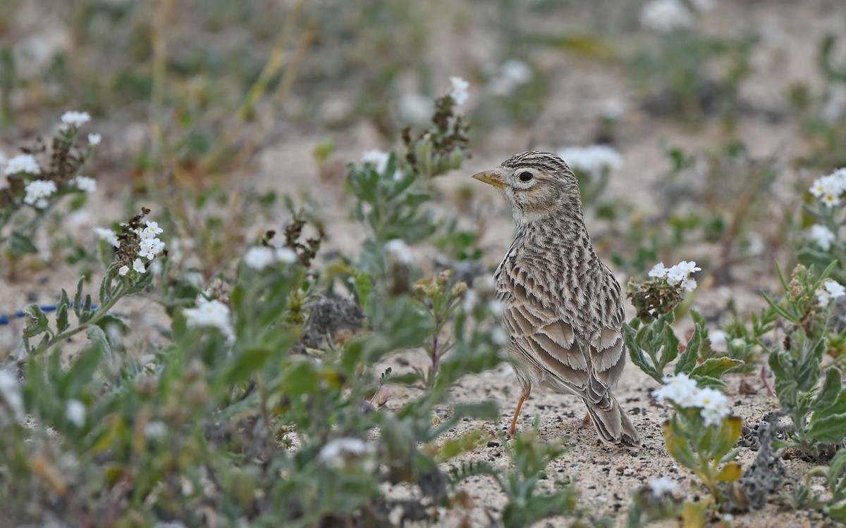 Серый жаворонок - ML652523173