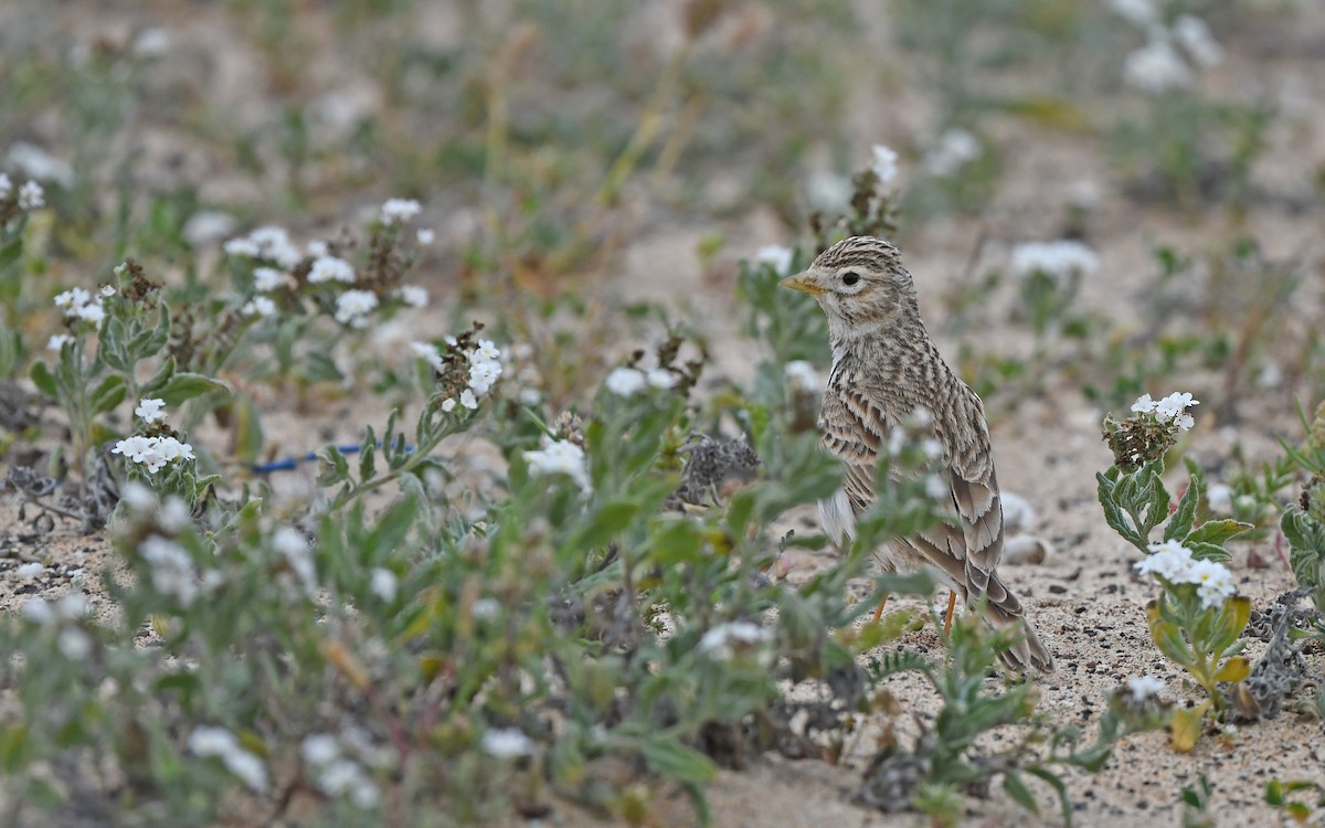 Серый жаворонок - ML652523174