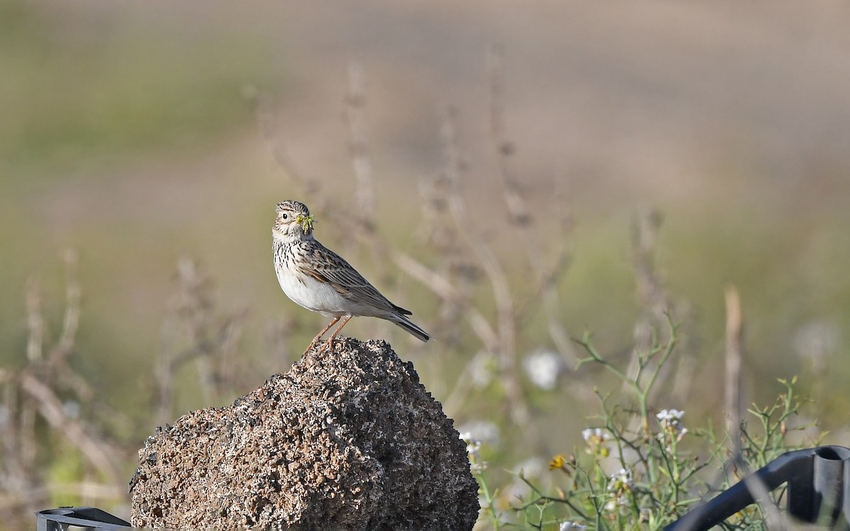 Серый жаворонок - ML652523292