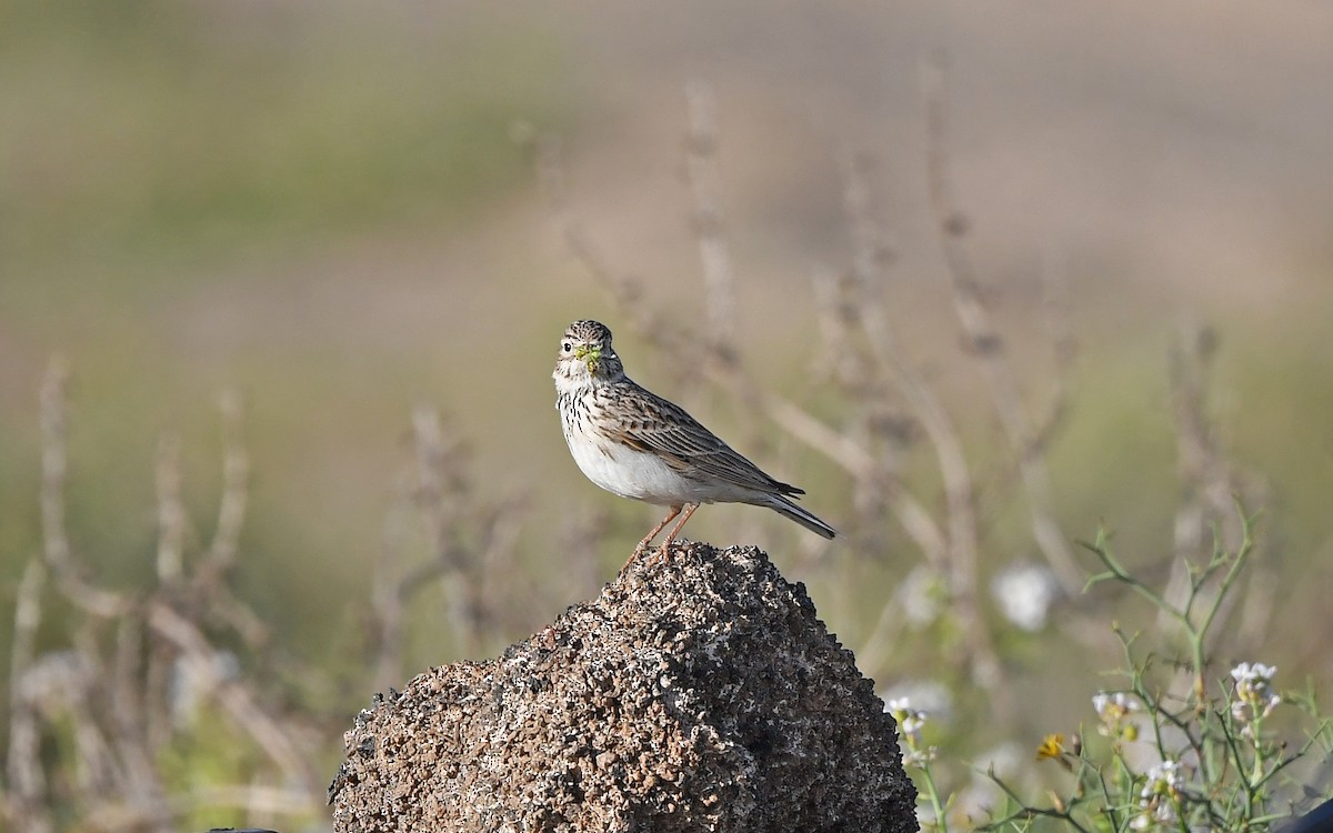 Серый жаворонок - ML652523293