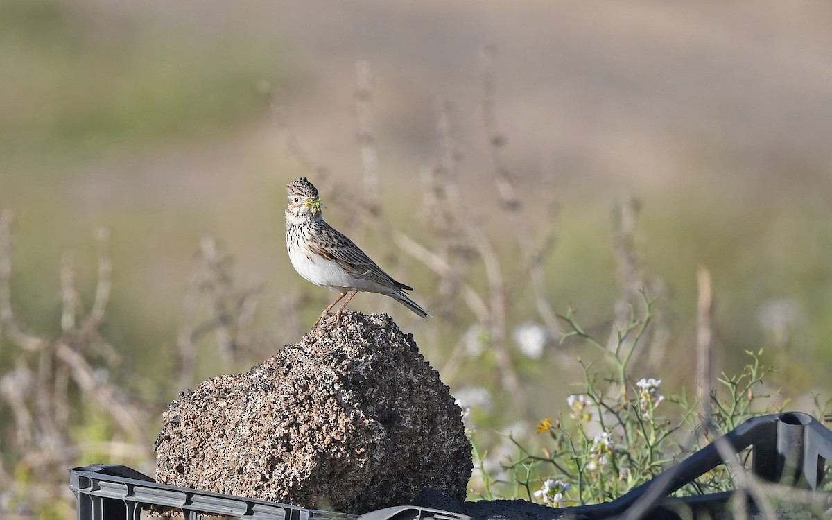 Серый жаворонок - ML652523294