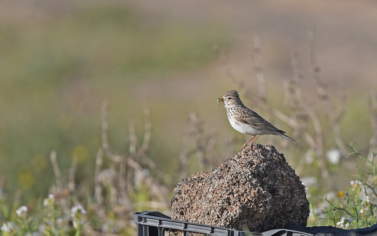 Серый жаворонок - ML652523295