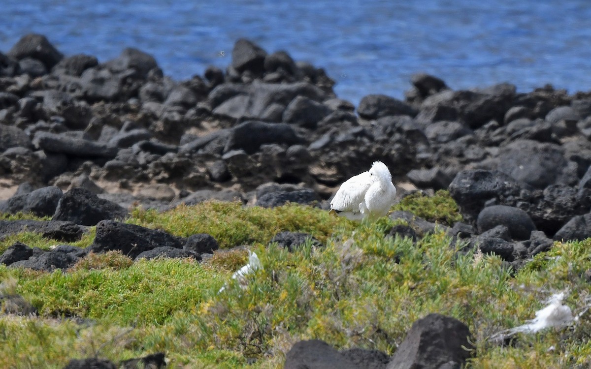 Колпица - ML652523399