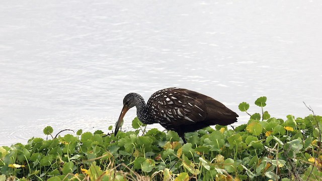 Limpkin - ML652523445