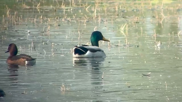 Mallard - ML652523739