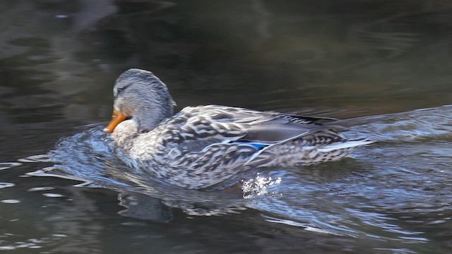 Mallard - ML652523808