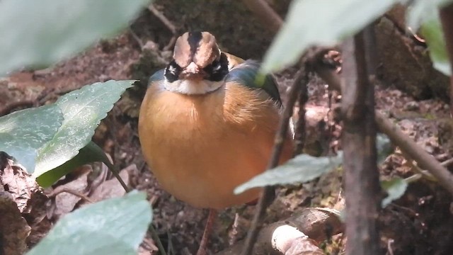 Indian Pitta - ML652523999