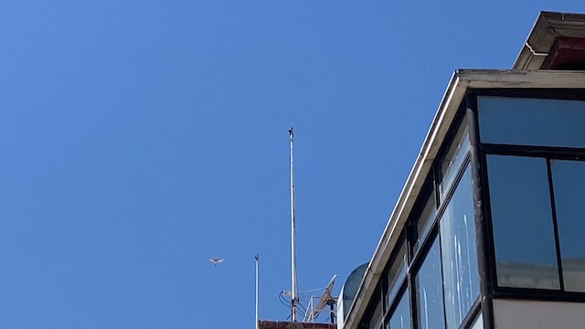 American Kestrel - ML652524002