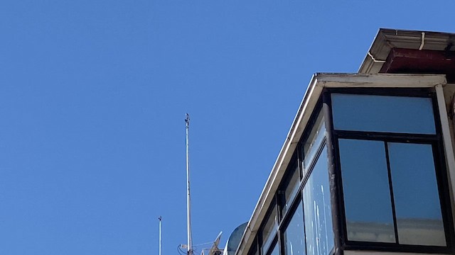 American Kestrel - ML652524003