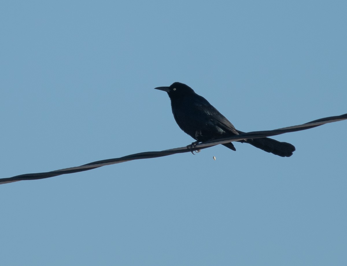 Great-tailed Grackle - ML652524070