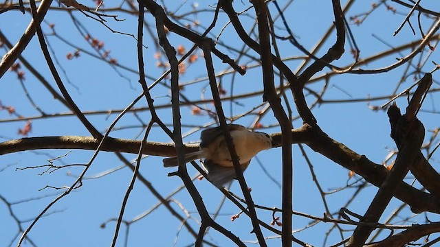 Tufted Titmouse - ML652524370