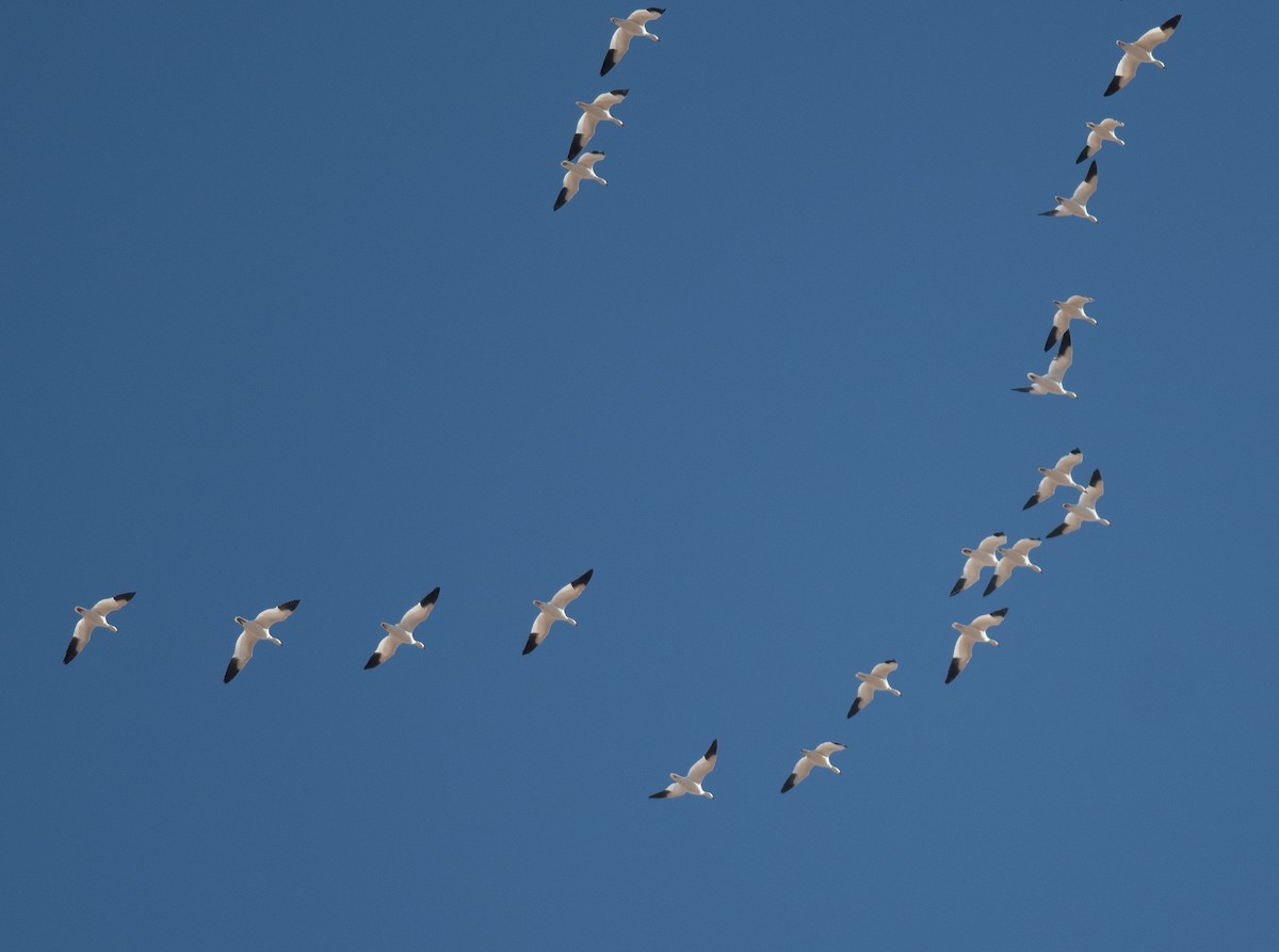 Snow Goose - ML652524493