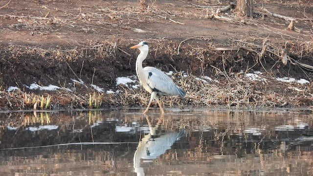 Gray Heron - ML652524497