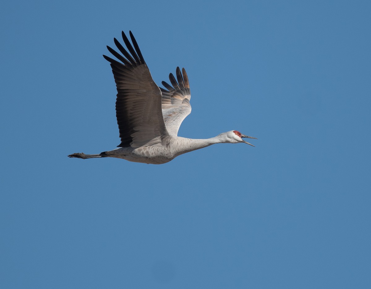 Sandhill Crane - ML652524517