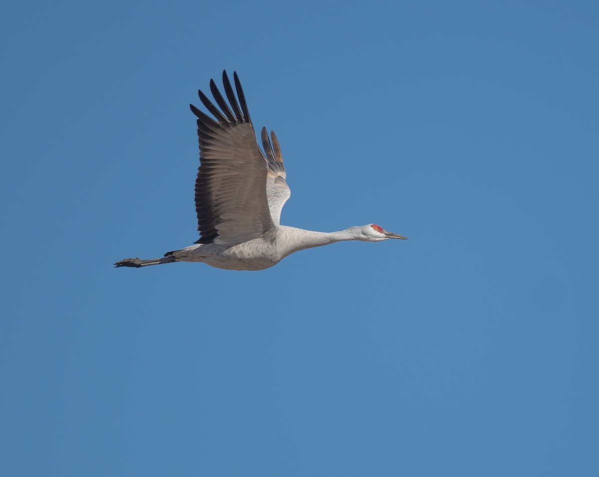 Sandhill Crane - ML652524518