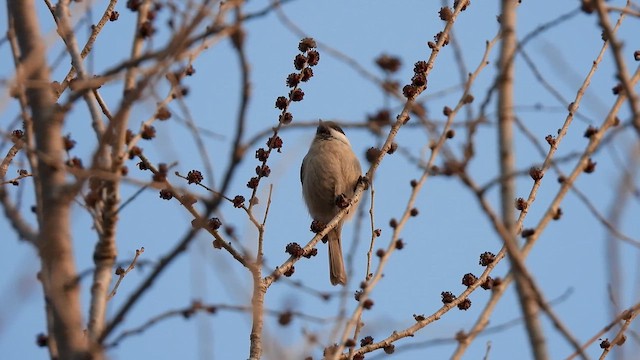 Marsh Tit - ML652524583