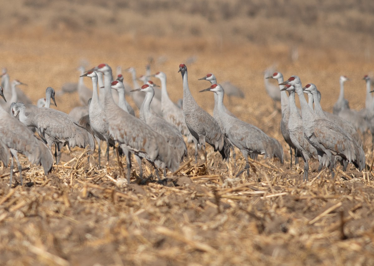Sandhill Crane - ML652524612