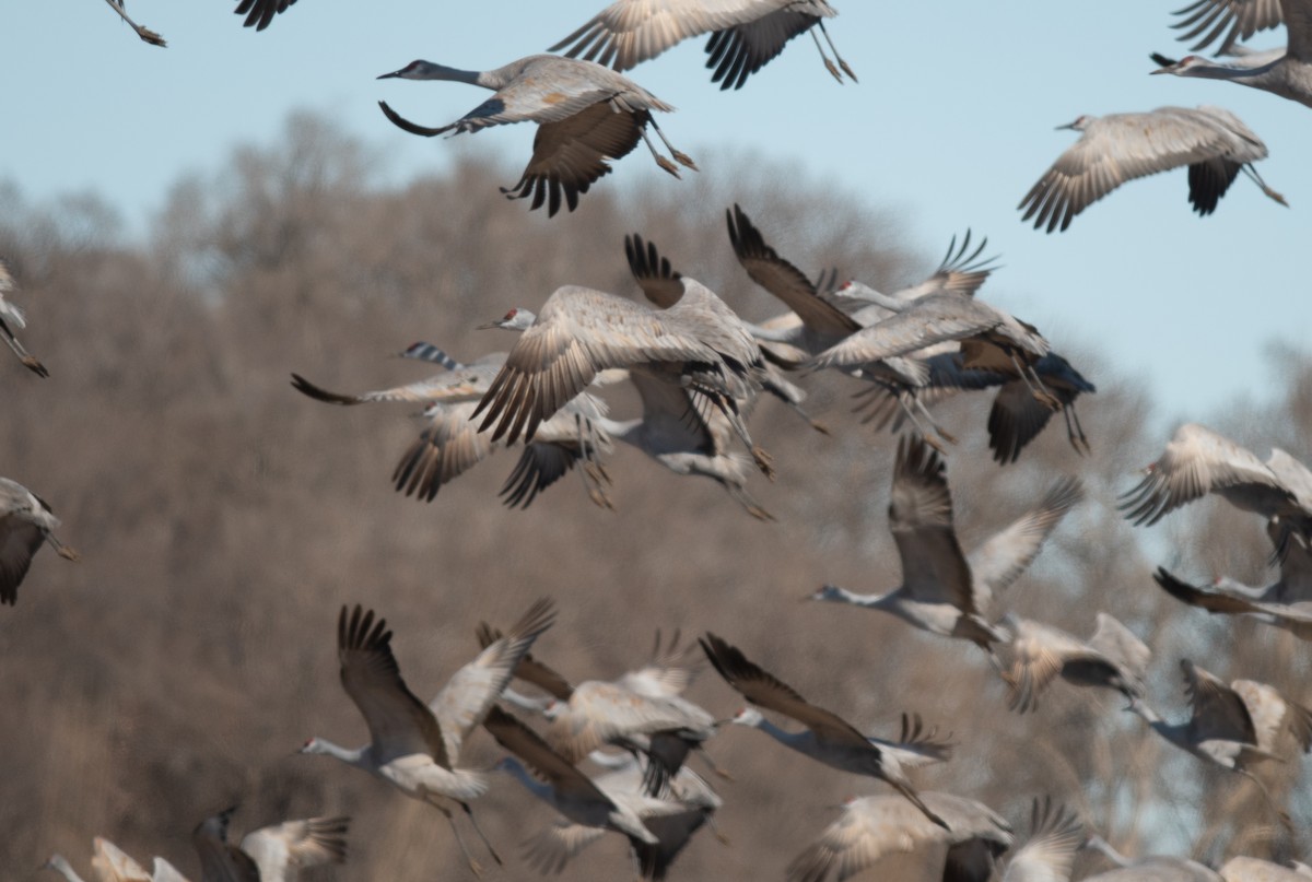 Sandhill Crane - ML652524613