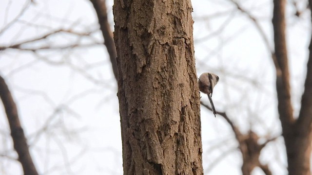 Silver-throated Tit - ML652524621