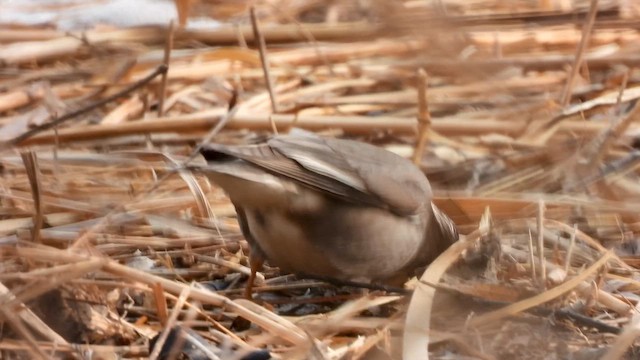 White-cheeked Starling - ML652524646