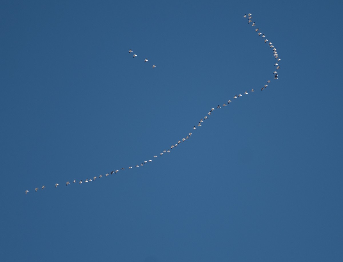 Snow Goose - ML652524672