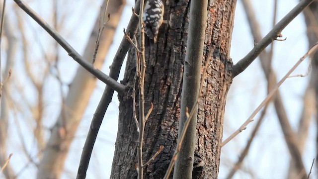 Gray-capped Pygmy Woodpecker - ML652524733