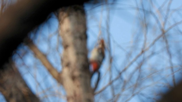 Great Spotted Woodpecker - ML652524738