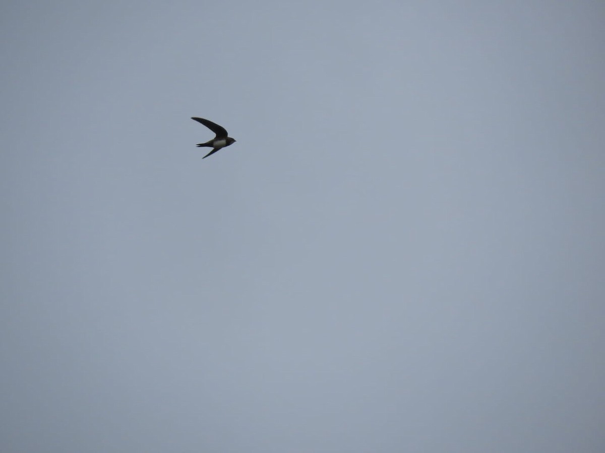 Alpine Swift - ML652524971