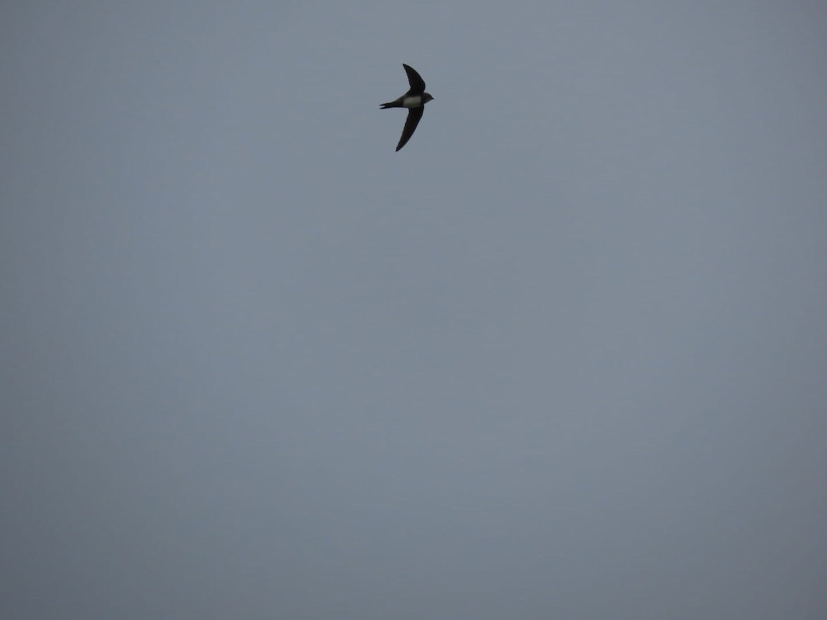 Alpine Swift - ML652524972