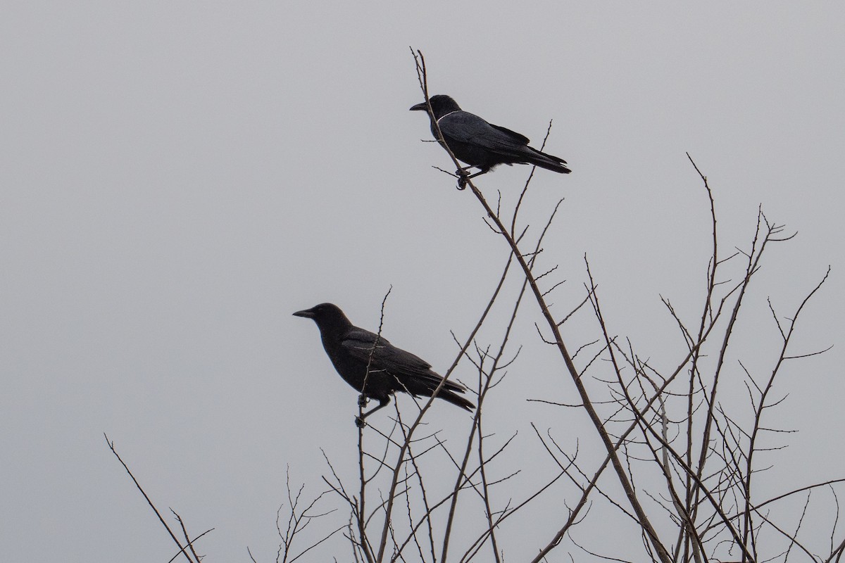 ML652525386 - Fish Crow - Macaulay Library