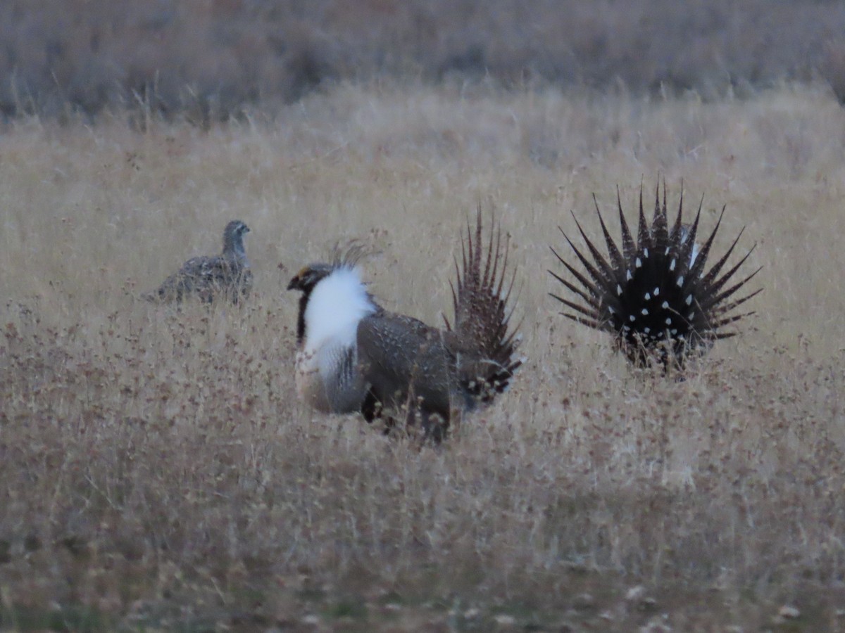 Greater Sage-Grouse - ML652525494