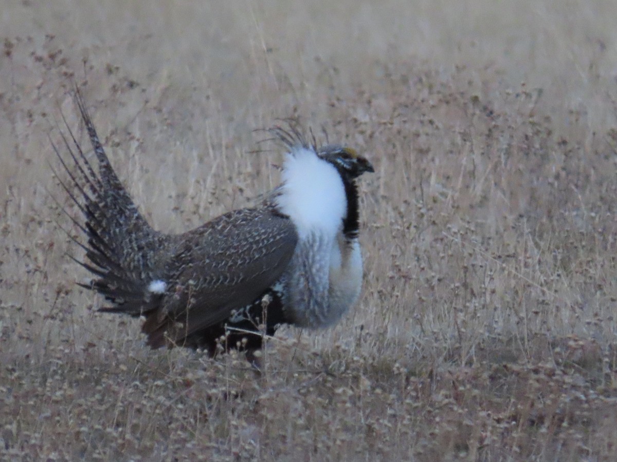 Greater Sage-Grouse - ML652525498