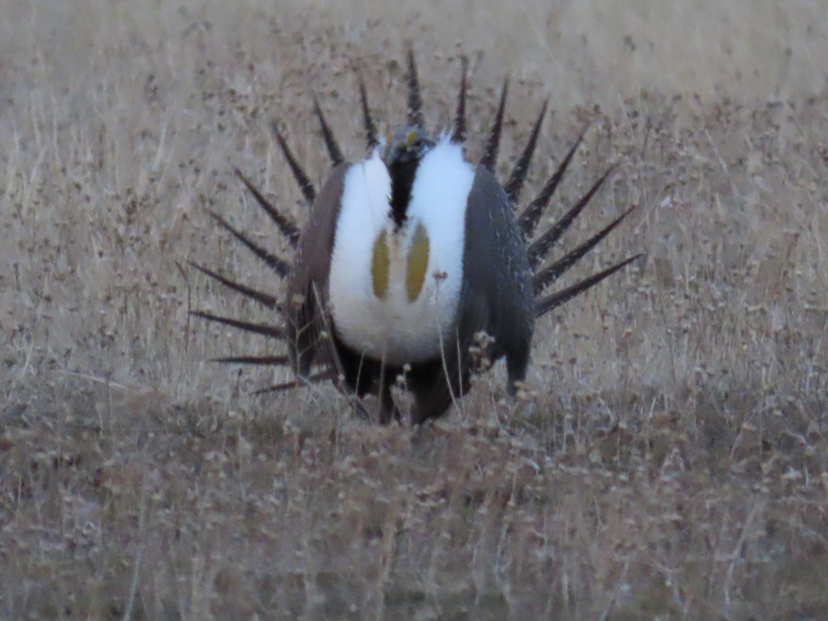 Greater Sage-Grouse - ML652525515