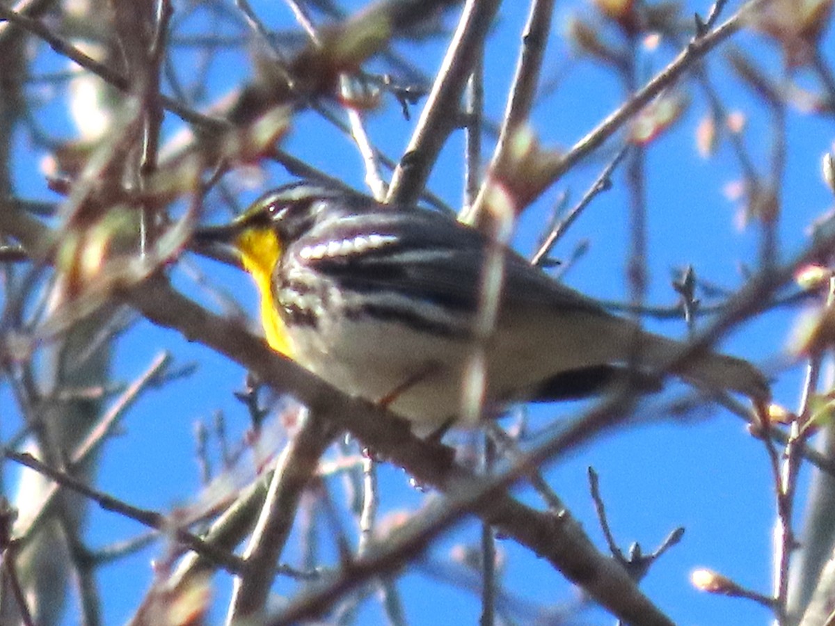 Yellow-throated Warbler - ML652525982