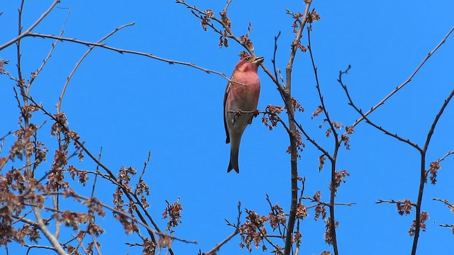 Purple Finch - ML652526024