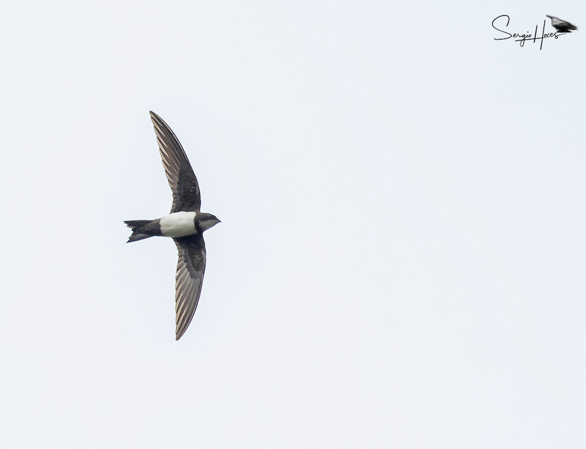 Alpine Swift - ML652526334