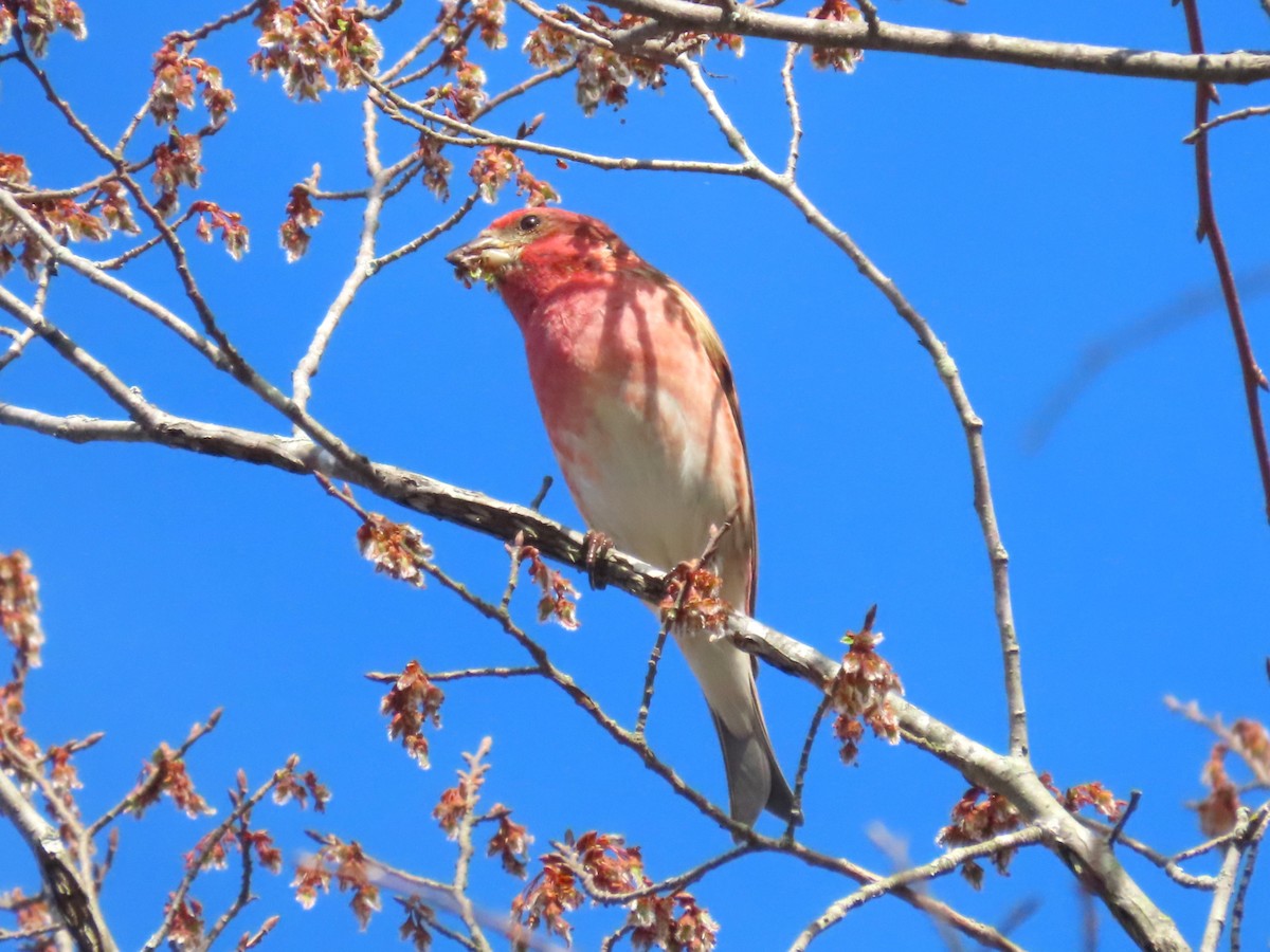 Purple Finch - ML652526601