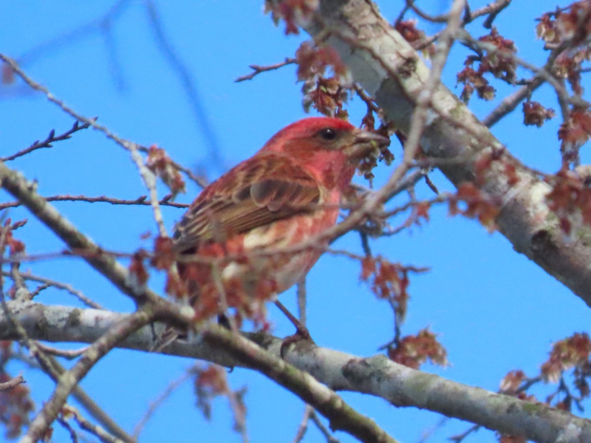 Purple Finch - ML652526602