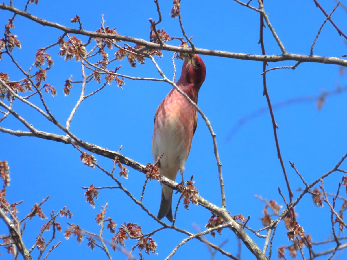 Purple Finch - ML652526603