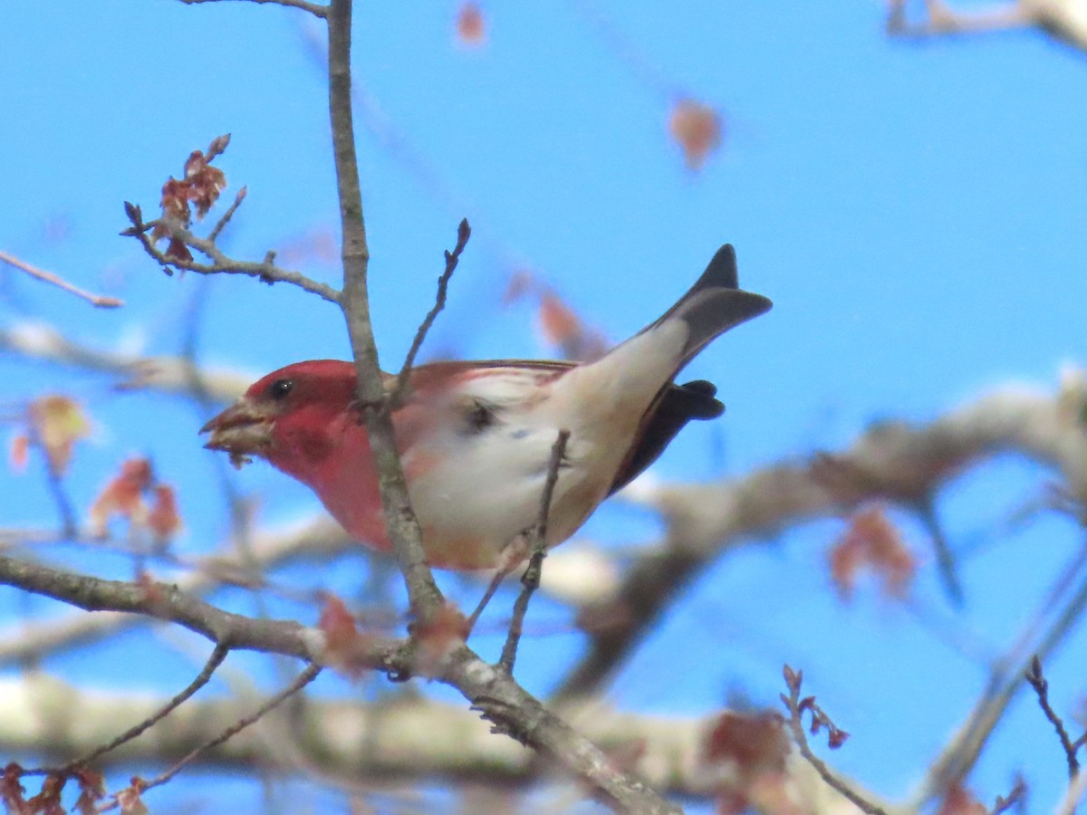 Purple Finch - ML652526604